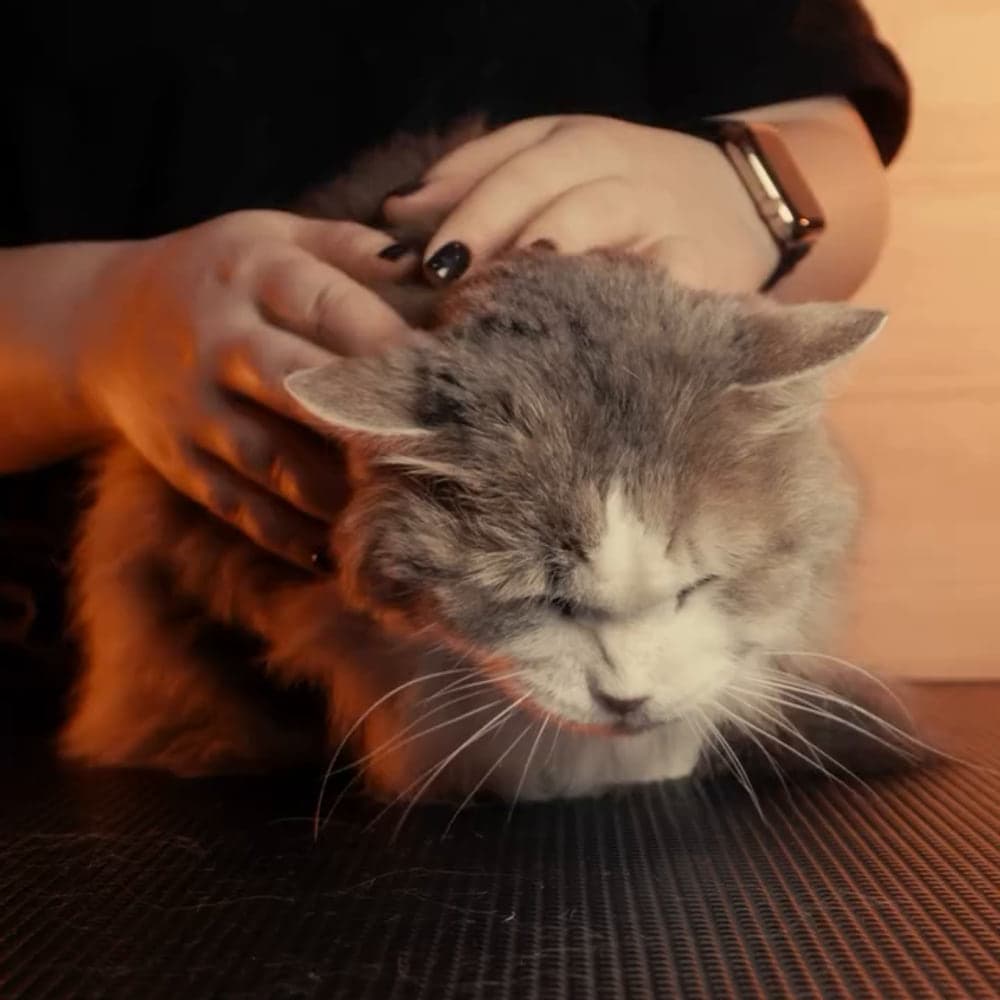 Video: vyčesávání a SPA péče o dlouhosrstou kočku
